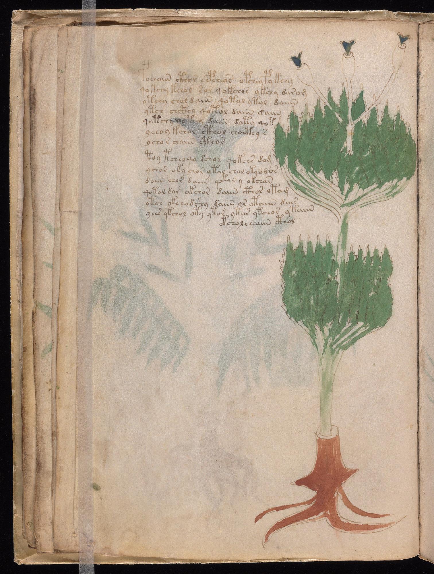 Herbal Page 36